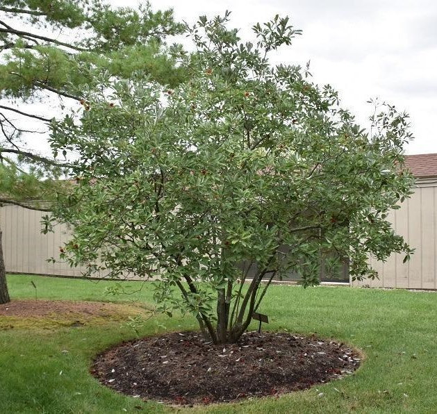 Magnolia virginiana Sweet Bay Magnolia DMF Gardens